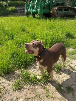 American bully XL - 3