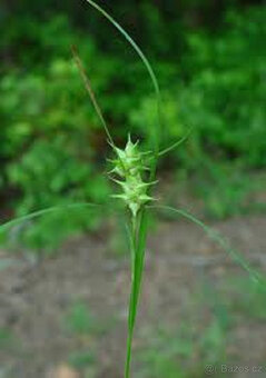Ozdobná travina Carex Greyi, sazenice - 3