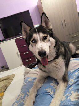 Sibiřský husky čistokrevný - 3