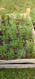 Byliny a trvalky - 3