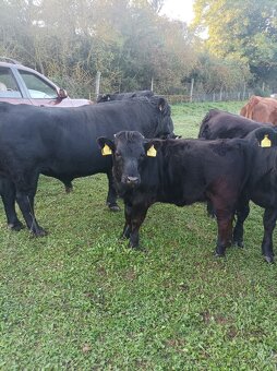 Jalovička, býček Dexter - 3