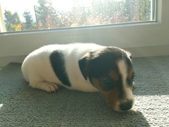 Jack Russell Teriér šteniatka - 3