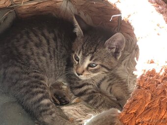 Darujeme koťata - 3