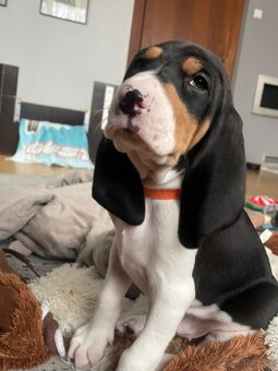 Bernský honič-štěňata-prodej - 3