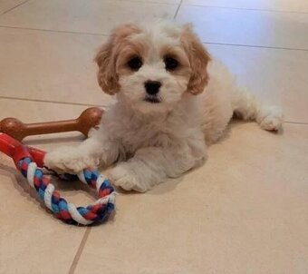 Cavachon čavachon štěňátka - 3