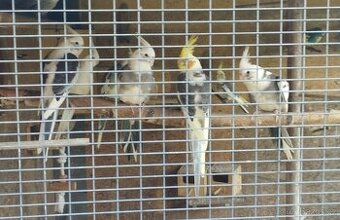 Korela chocholava - 3