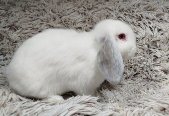Zakrslý beránek, králíček, králík - MOLLY - 3