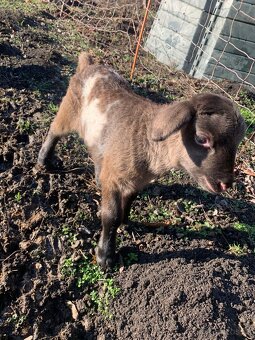 Beránek 75% dorper - 3