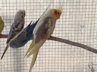 Prodej andulek a korel. - 3