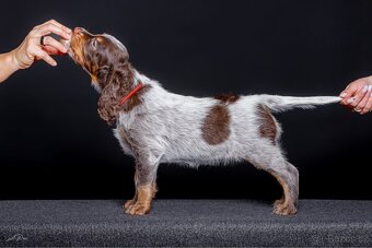 Pikardský ohař - štěně s PP - 3