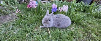 Zakrslý marburský - 3