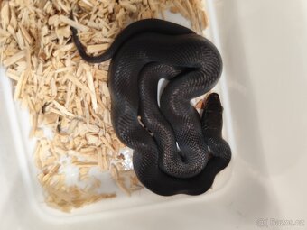 Užovka africká Black - 3