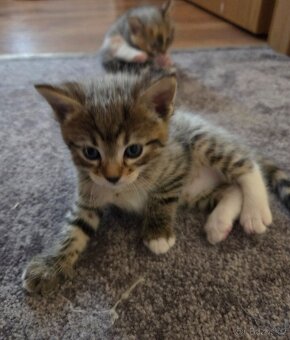 Ragdoll - 3