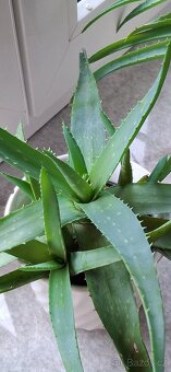 Aloe pravá - 3