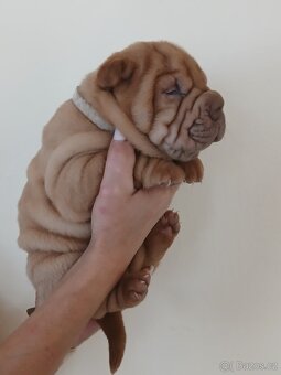 Sharpei,šarpej stěně s PP - 3