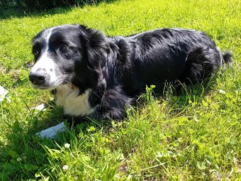 PES TYP BORDER COLLIE NA PRODEJ - 3