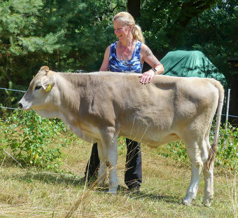 REZERVACE - Jalovička Brown Swiss - 3