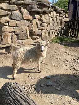 Původní valaška - 3