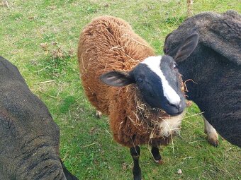 Beran zwartbles - 3