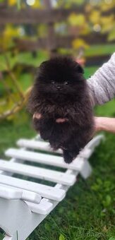 Pomeranian s PP k rezervaci - 3