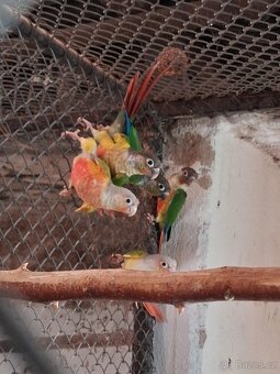 pyrura zelenolící - 3