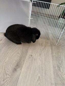 Králíček minilop - 3