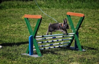 sportovní králík s pp - Simba - 3