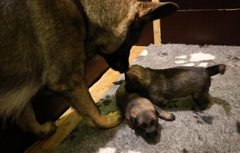 Německý ovčák štěňata s PP - 3