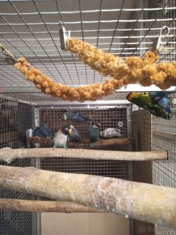 Agapornis škraboškový - mláďata na prodej. - 3