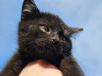 Daruji černá koťátka - 3