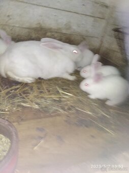 Brojlerové kralici - 3