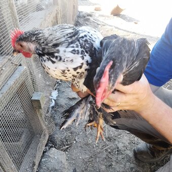 Zakrslý kohouti - 3