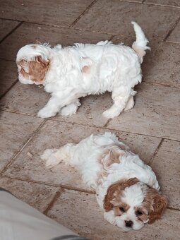 CAVAPOO - FENKA - 3
