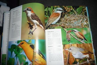 kniha 1000 ptáků - 3