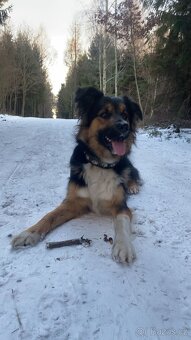 Border kolie bez PP - 3