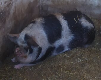 Kune kune - 3