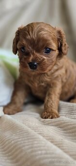 Cavapoo - 3