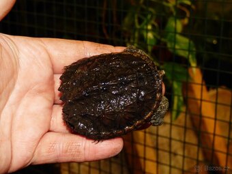 Kajmanka dravá (Chelydra serpentina) - 3