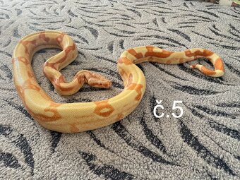 Boa constrictor - Hroznýš královský - 3