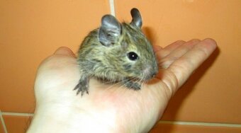 Osmák Degu - mláďata - 3