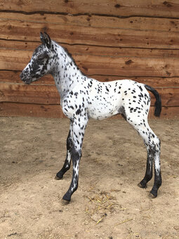 Klisničky Appaloosa k zamluvení - 3