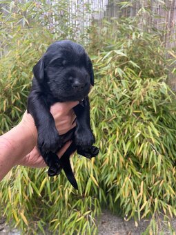 Flat coated retriever s PP - štěňátka černí pejsci - 3