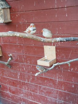 Zebřička pestrá - 3