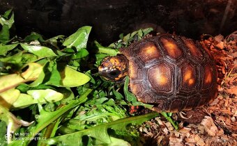 Želva uhliřská mláďata - 3