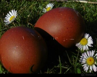 Maranska násadová vajíčka - 3