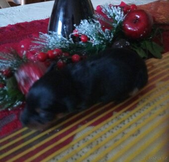 Trpasličí pinč - 3