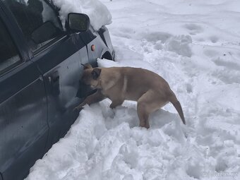 Belgicky ovcak malinois - 3