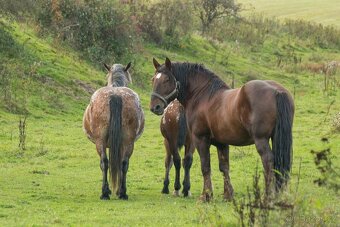 Slezský norik - připouštění - 3