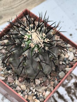 Kaktusy a sukulenty - 3