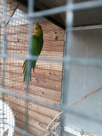Papoušek nadherny - 3